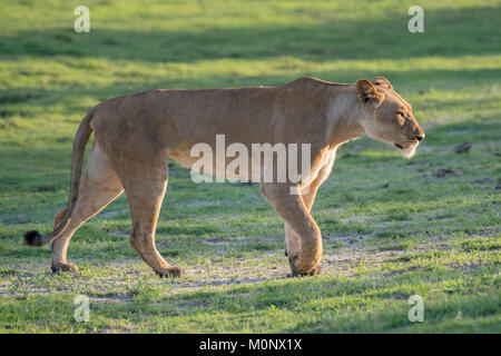 Löwin (Panthera leo), laufen, Chobe National Park, Botswana Chobe District, Stockfoto