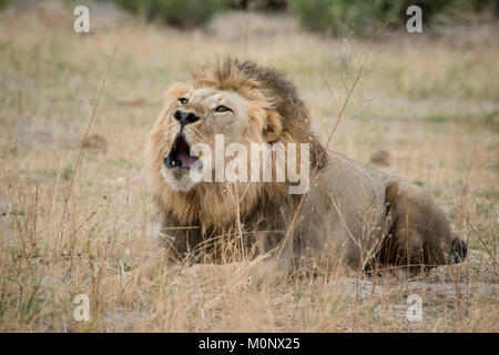Löwe (Panthera leo) brüllt, Männlichen liegt in trockenem Gras und brüllt, Savuti, Chobe National Park, Botswana Chobe District, Stockfoto