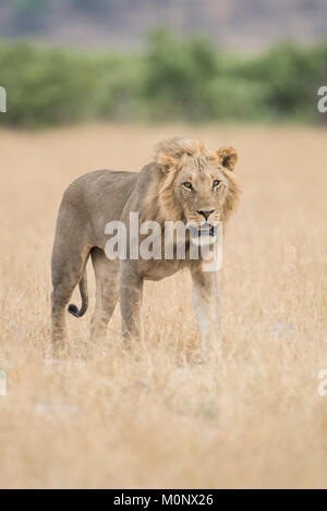 Löwe (Panthera leo), junge männliche Spaziergänge durch Gras Savanne, Savuti, Chobe National Park, Botswana Chobe District, Stockfoto