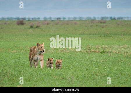 Löwe (Panthera leo), Mutter mit zwei Jungen in Grünland, Savuti, Chobe National Park, Botswana Chobe District, Stockfoto