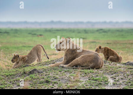 Löwin (Panthera leo) mit zwei Kätzchen, Alert, Savuti, Chobe National Park, Botswana Chobe District, Stockfoto