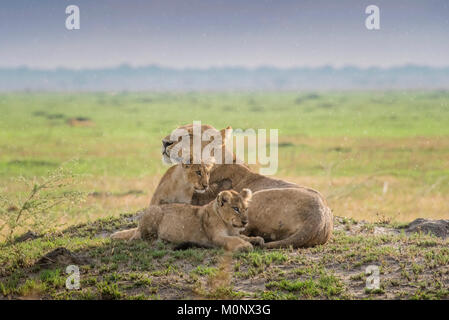 Löwin (Panthera leo) mit Kätzchen, Savuti, Chobe National Park, Botswana Chobe District, Stockfoto