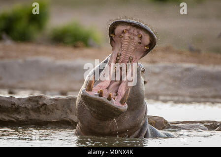 Flusspferd (Hippopotamus amphibius) mit offenem Mund im Wasser, Gesten, bedrohlich, Savuti, Chobe Nationalpark Chobe District Stockfoto