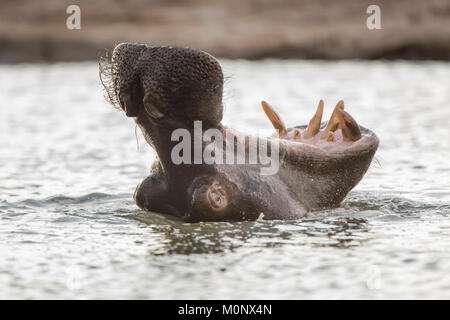 Flusspferd (Hippopotamus amphibius) mit offenem Mund im Wasser, Gesten, bedrohlich, Savuti, Chobe Nationalpark Chobe District Stockfoto