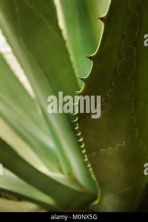 Stacheligen Blätter der Aloe Pflanze Stockfoto