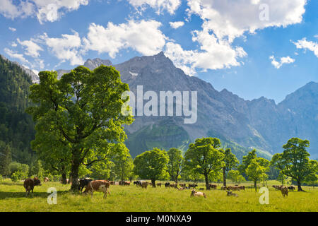 Grasende Kühe auf der Eng-Alm, Großer Ahornboden, Karwendel, Tirol, Österreich Stockfoto