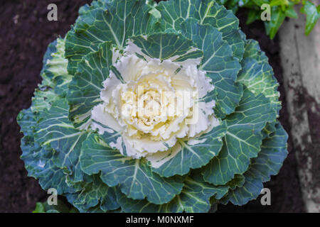 Brassica oleracea allgemein als Zierpflanzen Kohl von oben gesehen bekannt. Stockfoto