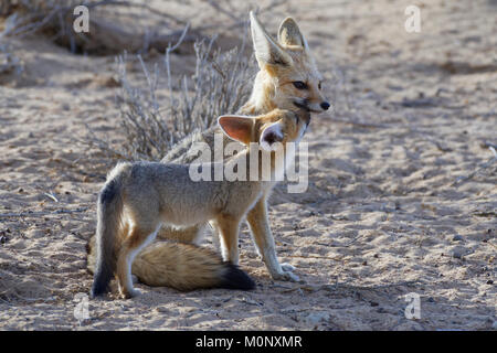 Kap der Füchse (Vulpes chama), Mutter und Jungtier, Kgalagadi Transfrontier Park, Northern Cape, Südafrika Stockfoto