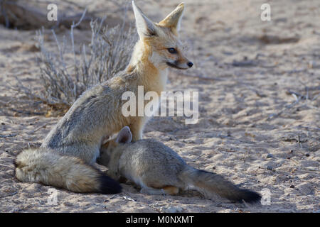 Kap der Füchse (Vulpes chama), die Mutter säugt ihr Junges, Kgalagadi Transfrontier Park, Northern Cape, Südafrika Stockfoto