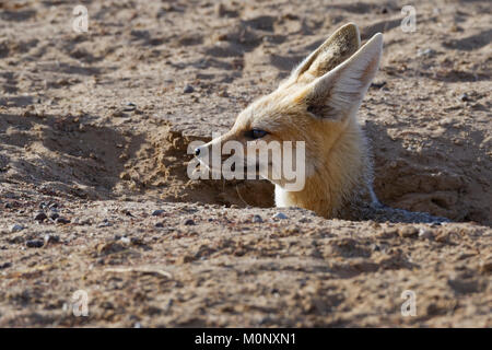 Cape Fox (Vulpes chama), erwachsene Frau in Graben, Eingang, Kgalagadi Transfrontier Park, Northern Cape Stockfoto