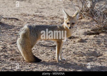 Cape Fox (Vulpes chama), erwachsene Frau, Kgalagadi Transfrontier Park, Northern Cape, Südafrika Stockfoto