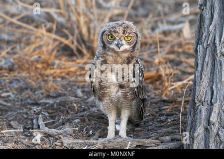 Gefleckte Uhu (Bubo africanus), jungen Vogel auf dem Boden, Kgalagadi Transfrontier Park, Northern Cape, Südafrika Stockfoto