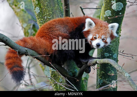 Red pandabear (Ailurus fulgens), Captive, Deutschland Stockfoto