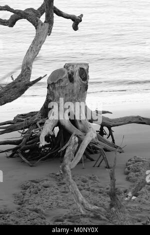 Driftwood stumpf auf Little Talbot Island, Florida, in schwarz-weiß Stockfoto