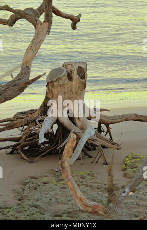 Driftwood stumpf auf Little Talbot Island, Florida Stockfoto