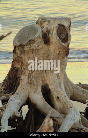 Driftwood stumpf auf Little Talbot Island, Florida Stockfoto