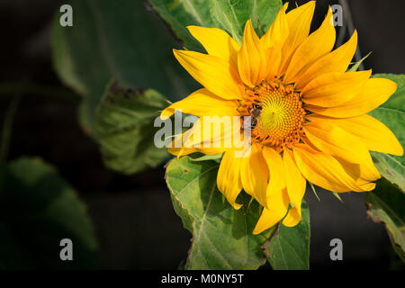 Close-up auf eine Biene sammelt Pollen eine Sonnenblume und gleichzeitig helfen die Bestäubung zu machen. Stockfoto