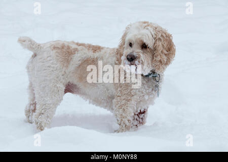 Cockapoo im Schnee Stockfoto