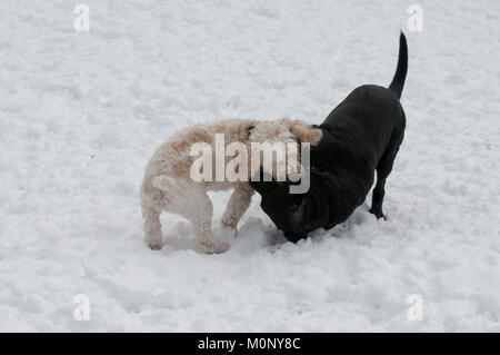 Schwarzer Labrador Retriever und Cockapoo playfighting im Schnee Stockfoto