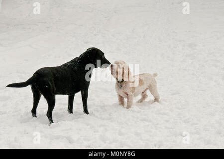 Schwarzer Labrador Retriever und Cockapoo playfighting im Schnee Stockfoto