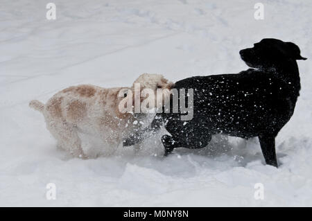 Schwarzer Labrador Retriever und Cockapoo playfighting im Schnee Stockfoto