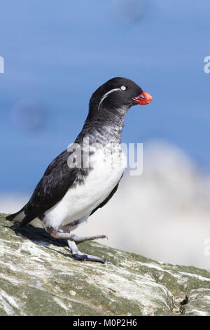 Parakeet auklet Wandern entlang der Felsen in einer Kolonie von Seevögeln auf einer kleinen Insel in einem ruhigen Ozean Stockfoto