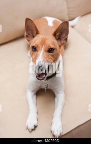 Jack Russell Terrier ein Jahr alten Welpen lustiges Gesicht ziehen. Stockfoto