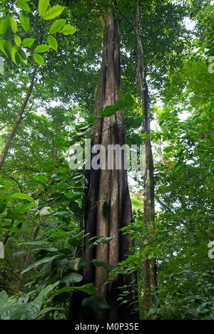 Costa Rica, Halbinsel Osa, monumentale Baum im Wald in der Nähe der Ecolodge Lapa Rios Stockfoto