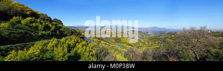 Frankreich, Var, Tanneron Berge, Tanneron, Mimosen Stockfoto