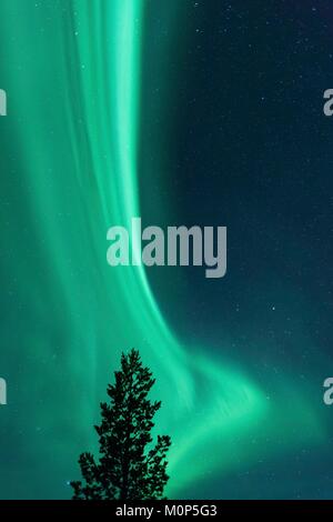 Schweden, Lappland, Region als Weltkulturerbe von der UNESCO, Norrbottens Län, Aurora Borealis, aufgenommen in den Himmel von Lappland im Abisko Nationalpark Stockfoto