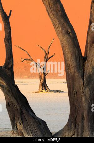 Namibia, Damaraland, versteinerte Akazie in deadvlei Stockfoto