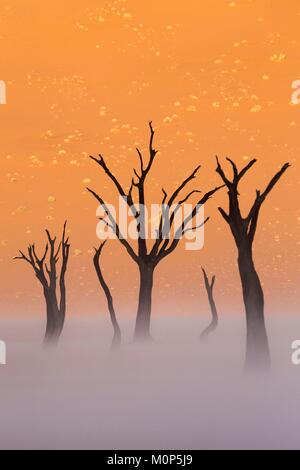 Namibia, Damaraland, versteinerte Akazie in deadvlei Stockfoto