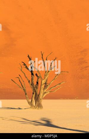 Namibia, Damaraland, versteinerte Akazie in deadvlei Stockfoto