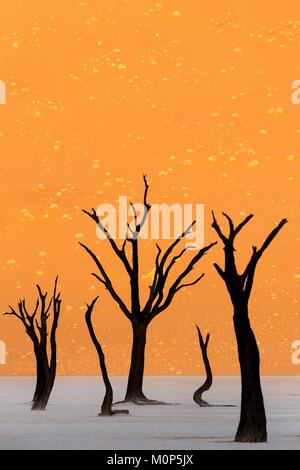 Namibia, Damaraland, versteinerte Acacias in deadvlei Stockfoto