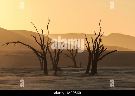 Namibia, Damaraland, Akazien gegen das Licht im deadvlei Stockfoto