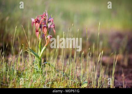 Frankreich, Var, Vidauban, National Nature Reserve von der Ebene der Mauren, knappe Zunge Orchidee (Serapias neglecta) Stockfoto