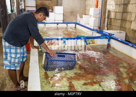 Philippinen, Palawan, Roxas, Zackenbarsche zubereitet Export für China und Hongkong Restaurants, gelebt zu werden. Stockfoto