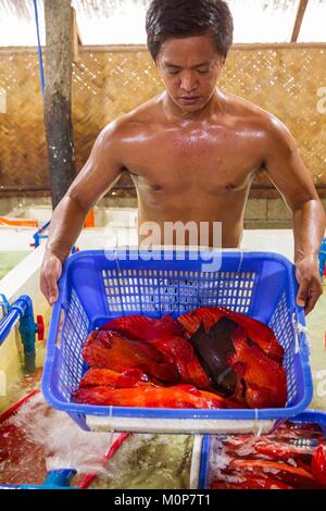 Philippinen, Palawan, Roxas, Zackenbarsche zubereitet Export für China und Hongkong Restaurants, gelebt zu werden. Stockfoto