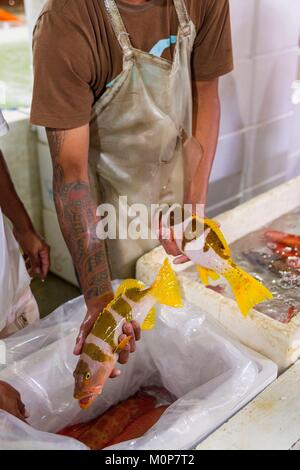 Philippinen, Palawan, Roxas, Zackenbarsche zubereitet Export für China und Hongkong Restaurants, gelebt zu werden. Stockfoto