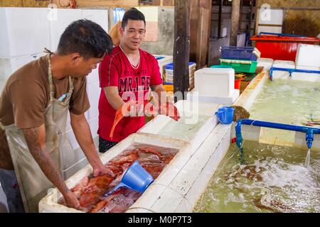 Philippinen, Palawan, Roxas, Zackenbarsche zubereitet Export für China und Hongkong Restaurants, gelebt zu werden. Stockfoto