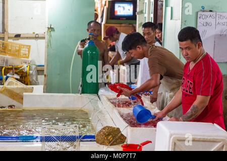 Philippinen, Palawan, Roxas, Zackenbarsche zubereitet Export für China und Hongkong Restaurants, gelebt zu werden. Stockfoto