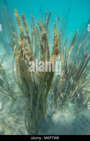 Philippinen, Palawan, Roxas, Johnson, Insel, Seegras- Stockfoto