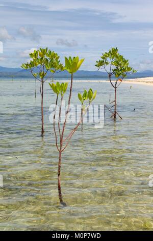 Philippinen, Palawan, Roxas, grüne Insel Bucht, Purao Insel, junge mangrovenbäume Stockfoto