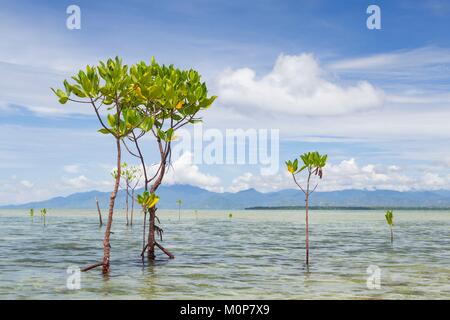 Philippinen, Palawan, Roxas, grüne Insel Bucht, Purao Insel, junge mangrovenbäume Stockfoto