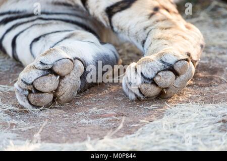 Südafrika, Private Reserve, Asiatische (Bengalen) Tiger (Panthera tigris tigris), weisse Tiger, sich ausruhen, Nahaufnahme der Bein Stockfoto