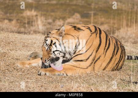Südafrika, Private Reserve, Asiatische (Bengalen) Tiger (Panthera tigris tigris), ruhen Stockfoto