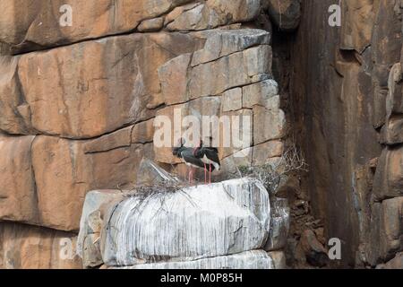 Südafrika, Obere Karoo, Schwarzstorch (Ciconia nigra), ein Paar auf dem Nest in einem Felsen Stockfoto