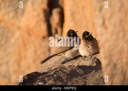 Südafrika, Obere Karoo, African red-eyed bulbul oder Black-fronted bulbul (Pycnonotus nigricans), die auf einer Klippe, Erwärmung bis in den Morgen Stockfoto