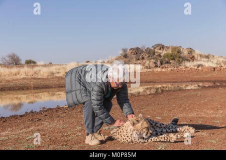 Südafrika, Private Reserve, Geparden (Acinonyx jubatus), touristische Pflege ein zahmes Tier Stockfoto