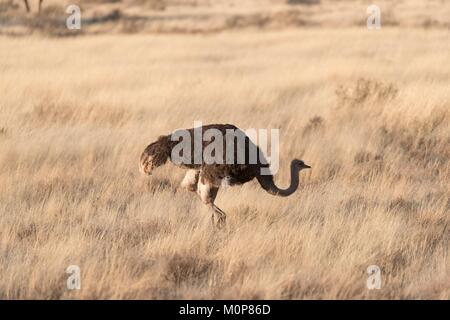 Südafrika, Obere Karoo, Strauß oder gemeinsamen Strauß (Struthio camelus), erwachsene Frau Fütterung in der Savanne Stockfoto